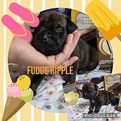 Thumbnail photo of Fudge Ripple #3