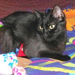Thumbnail photo of Tinsel #4