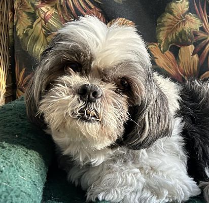 Traverse City, MI - Shih Tzu. Meet Bennie a Pet for Adoption ...