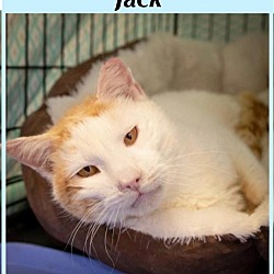 Thumbnail photo of Jack (FCID# 12/01/2022 - 30) C, SN medical #1