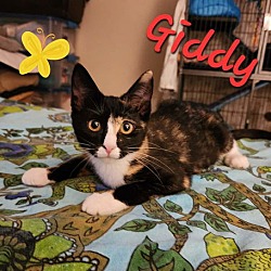 Thumbnail photo of Giddy #2