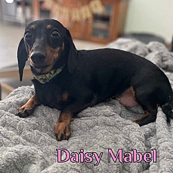 Thumbnail photo of Daisy Mabel #4