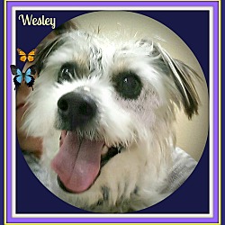 Thumbnail photo of WESLEY #4
