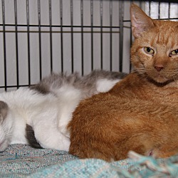 Thumbnail photo of Frizzie & Bobby (Bonded Pair) #1