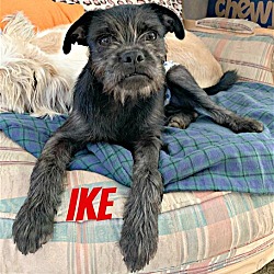 Thumbnail photo of Ike the Zoomer #3