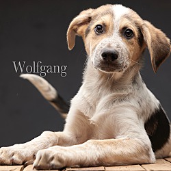 Photo of Wolfgang
