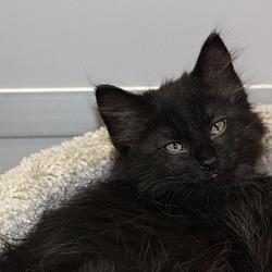 Photo of Raven