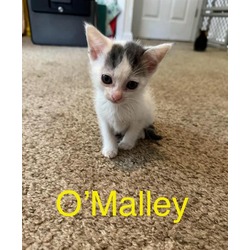 Photo of O'MALLEY
