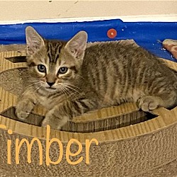 Photo of Timber