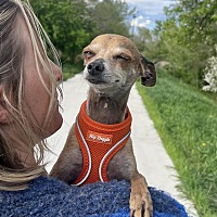 adopt a pet