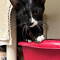 adopt a pet