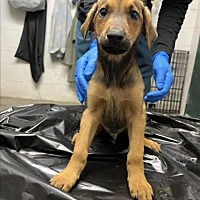 adopt a pet