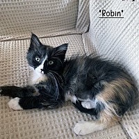 adopt a pet