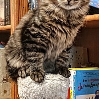 adopt a pet
