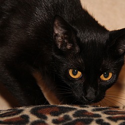 Thumbnail photo of Fancy (Spayed) #1