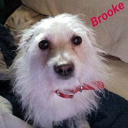 Thumbnail photo of Brooke-Perfect companion! #1