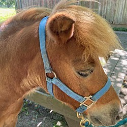 Photo of Pony