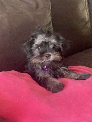 Twin Falls, ID - Yorkie, Yorkshire TerrieShih Tzu. Meet Tiny a Pet