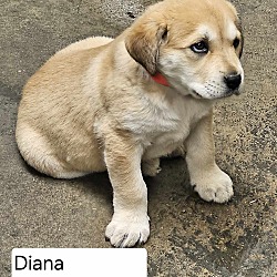 Photo of Diana