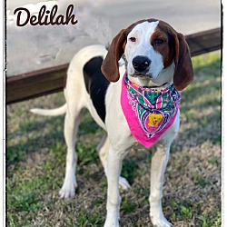 Thumbnail photo of Delilah #1