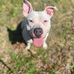 Photo of Andie (In Foster)