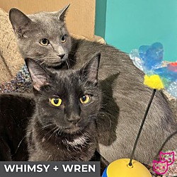Thumbnail photo of Whimsy (bonded with Wren) #4