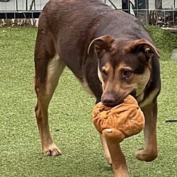 Photo of Rooster from TEXAS