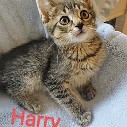 Photo of Harry & Horatio-foster care