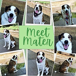 Thumbnail photo of Mater (bonded to Siggy) #1