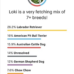 Thumbnail photo of Loki #4