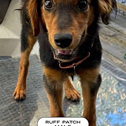 Thumbnail photo of Ruff Patch #2