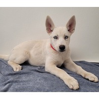adopt-pet