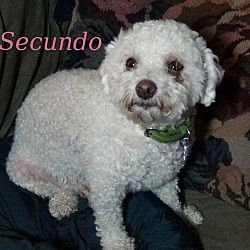 Thumbnail photo of Adopted!! Primo & Secondo - IL #4