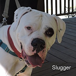 Thumbnail photo of Slugger #1