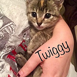 Thumbnail photo of Twiggy #1