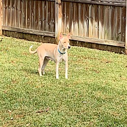 Thumbnail photo of Ada (fostered in TX) #3