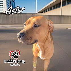 Thumbnail photo of Aster #4