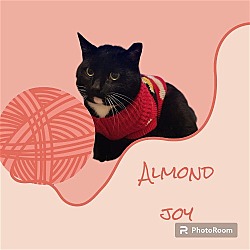 Thumbnail photo of Almond Joy #2