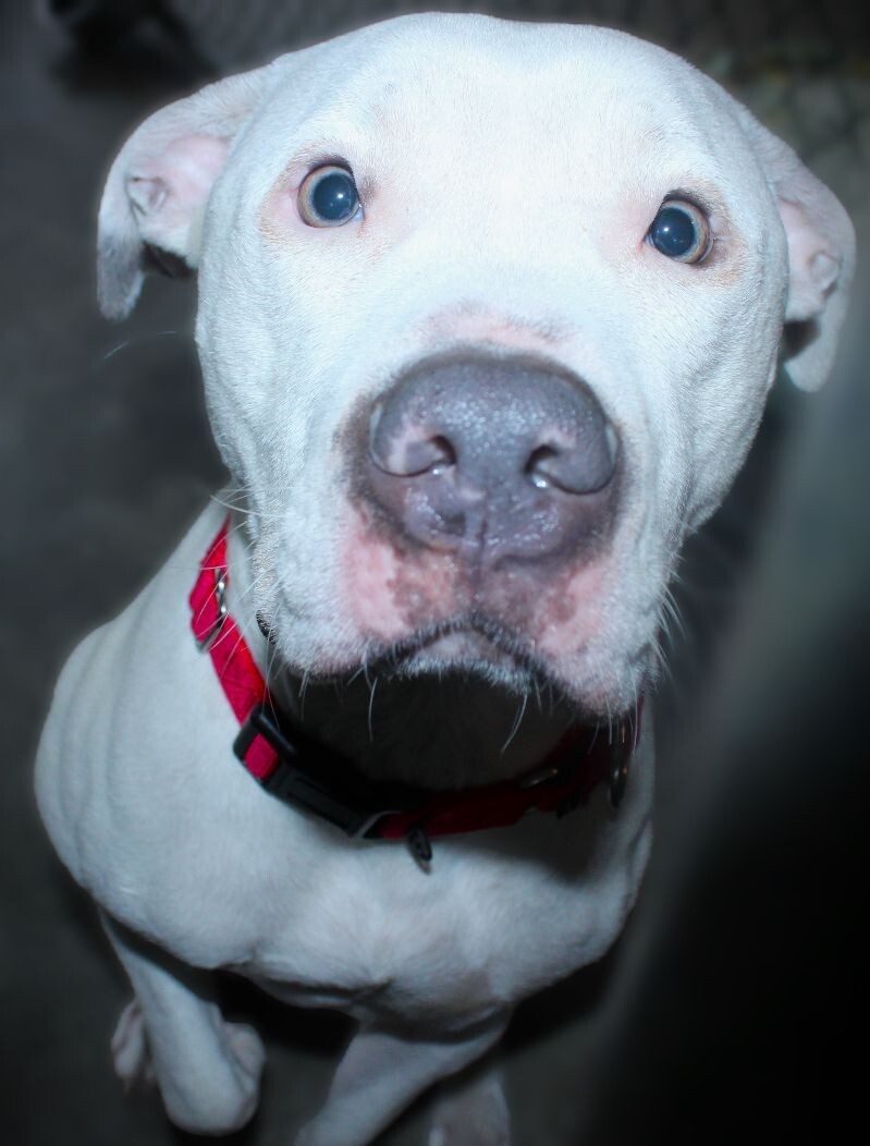 Adopt Yukon a White Pit Bull Terrier dog in Johnstown, PA (41107894