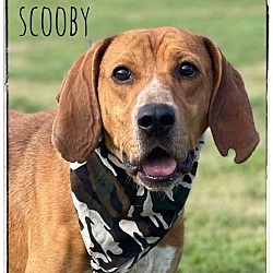 Photo of Scooby