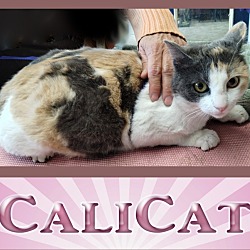 Photo of CaliCat