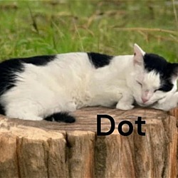 Thumbnail photo of Dot #2