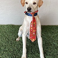 adopt a pet