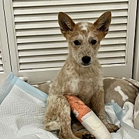 adopt a pet