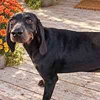 LIBERTY BELLE - Black and Tan Coonhound / Coonhound available for adoption