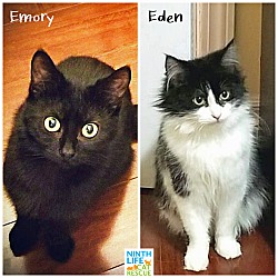 Thumbnail photo of Eden & Emory #2