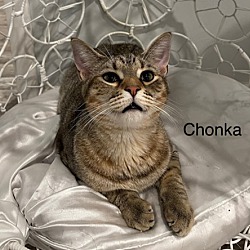 Thumbnail photo of Chonka #1