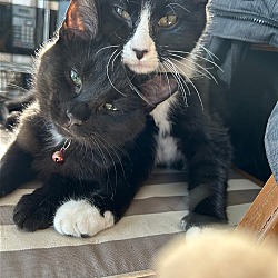 Photo of Vixen