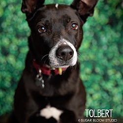 Thumbnail photo of Tolbert aka Tuggy #3