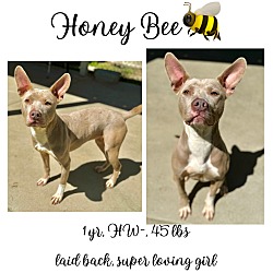 Thumbnail photo of Honey Bee #1